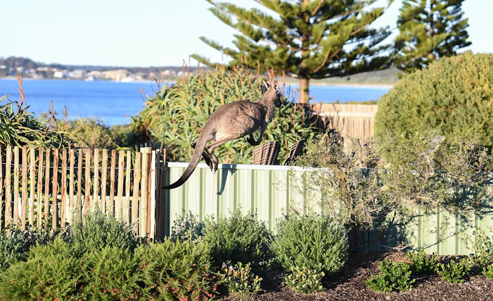 A kangaroo hopping over a suburban fence.