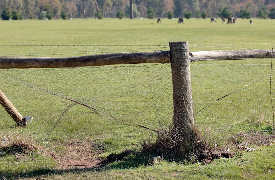 A hole in a fence caused by kangaroos.