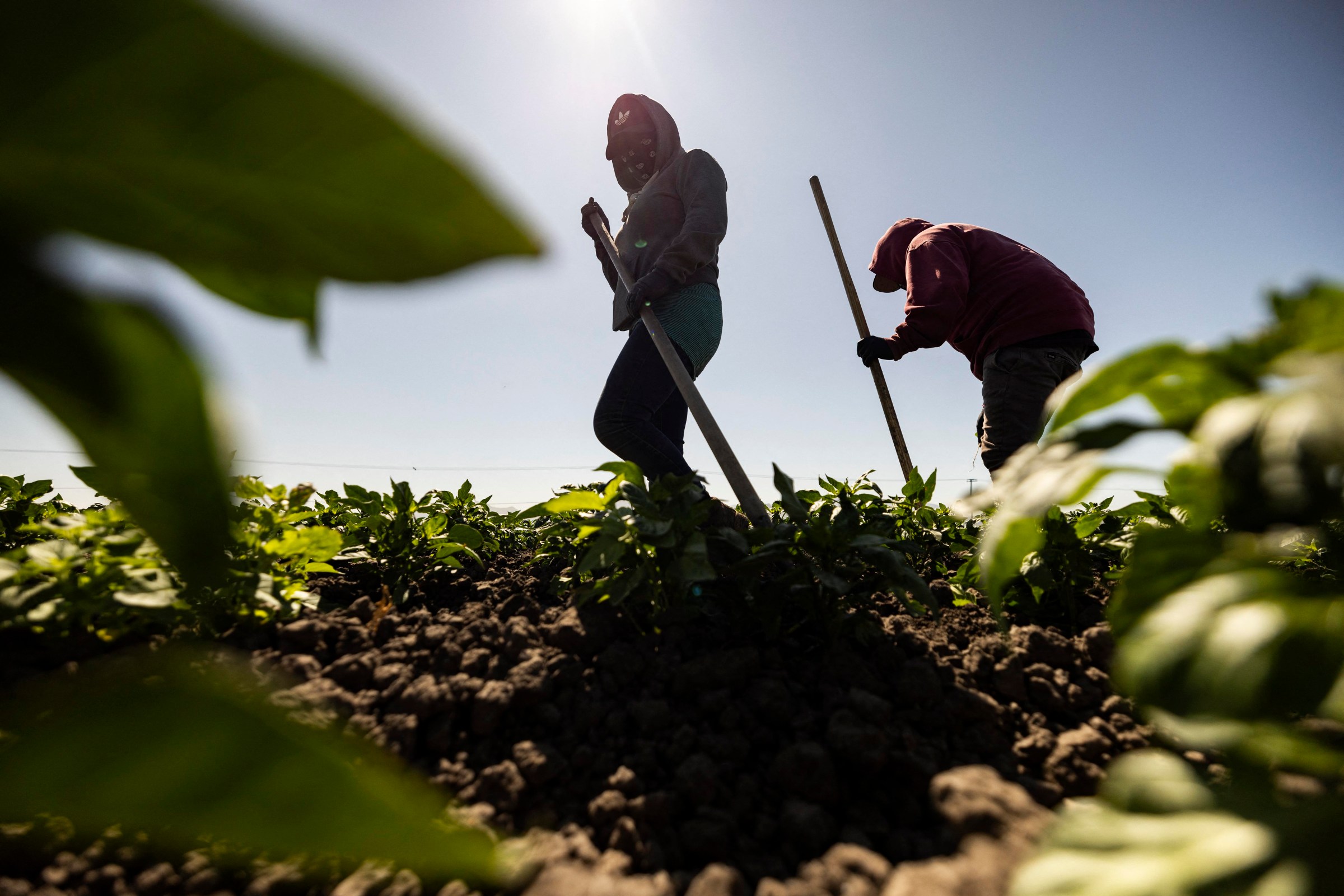 two workers in a field with the sun in the background