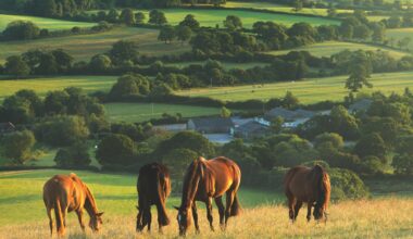 Planning and communication key for equestrians navigating new inheritance tax rules