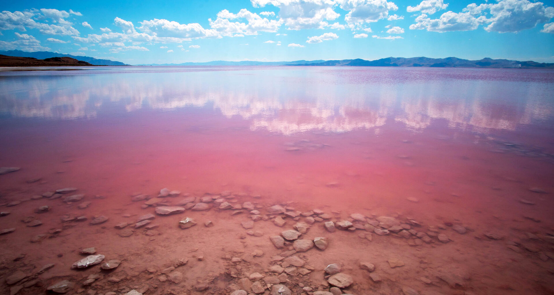 Animal discovered in the Great Salt Lake is new to science