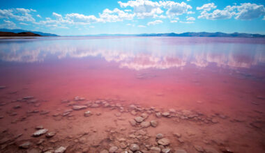 Animal discovered in the Great Salt Lake is new to science