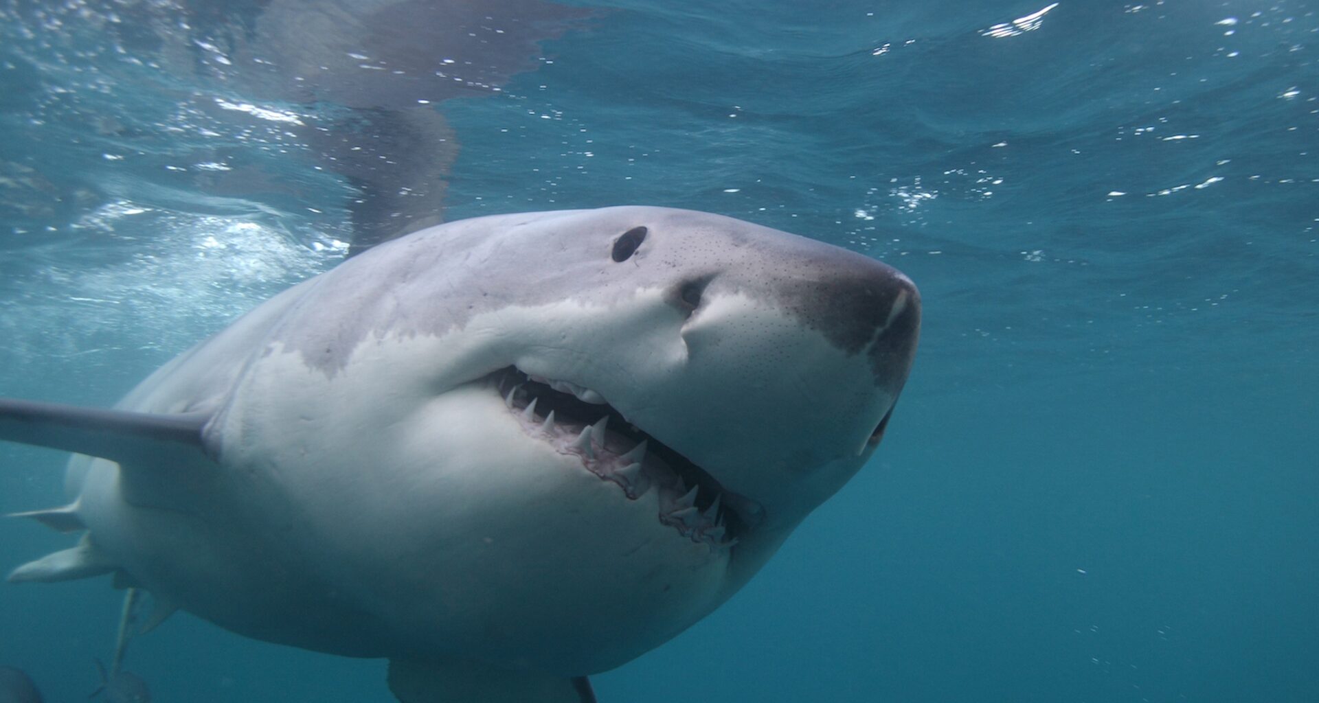 A close-up view of a great white shark swimming underwater.