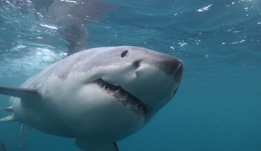 A close-up view of a great white shark swimming underwater.