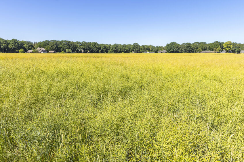 War drives rapeseed prices to new highs