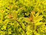 Daylight samples, main camera (1x) - 27mm, f/1.9, ISO 50, 1/350s (4096x3072px) - Honor 600 review