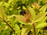 Daylight samples, main camera (2x) - 54mm, f/1.9, ISO 50, 1/370s (4096x3072px) - Honor 600 review