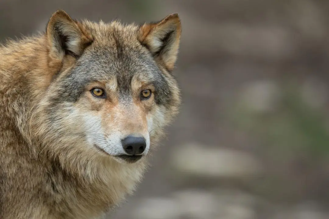 Half-dog, half-wolf: why this rare animal puzzles scientists and nature lovers