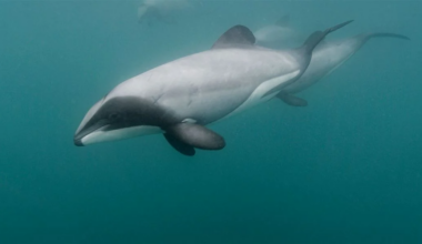 Cameras on boats reveal second-highest Hector's dolphin bycatch in a decade