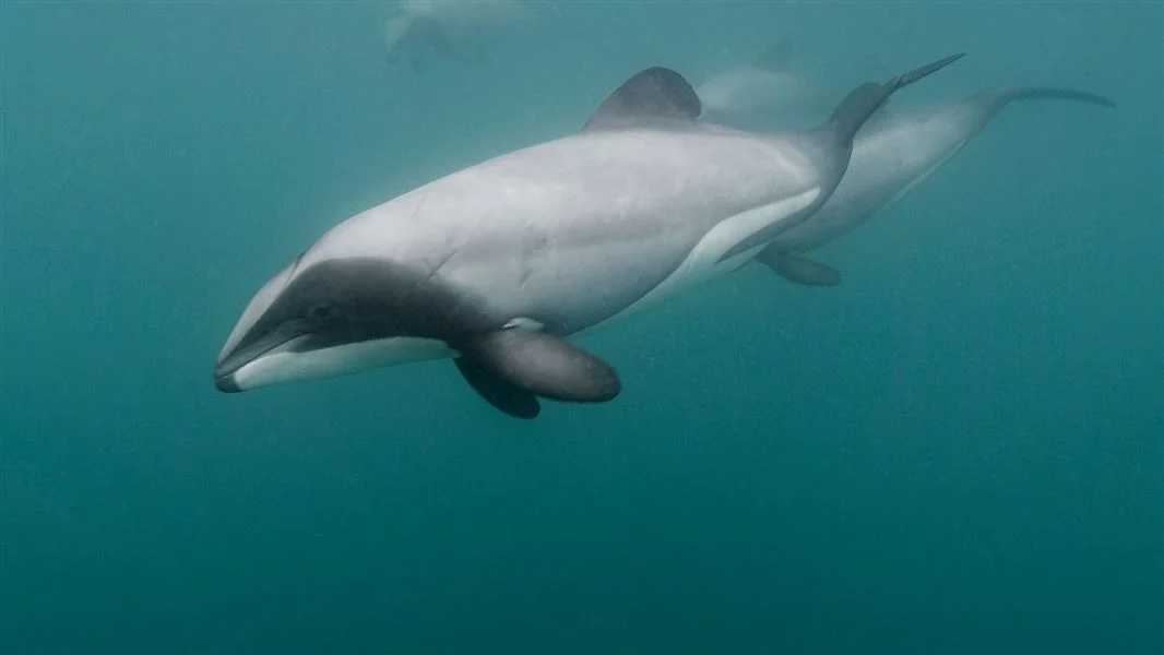 Cameras on boats reveal second-highest Hector's dolphin bycatch in a decade
