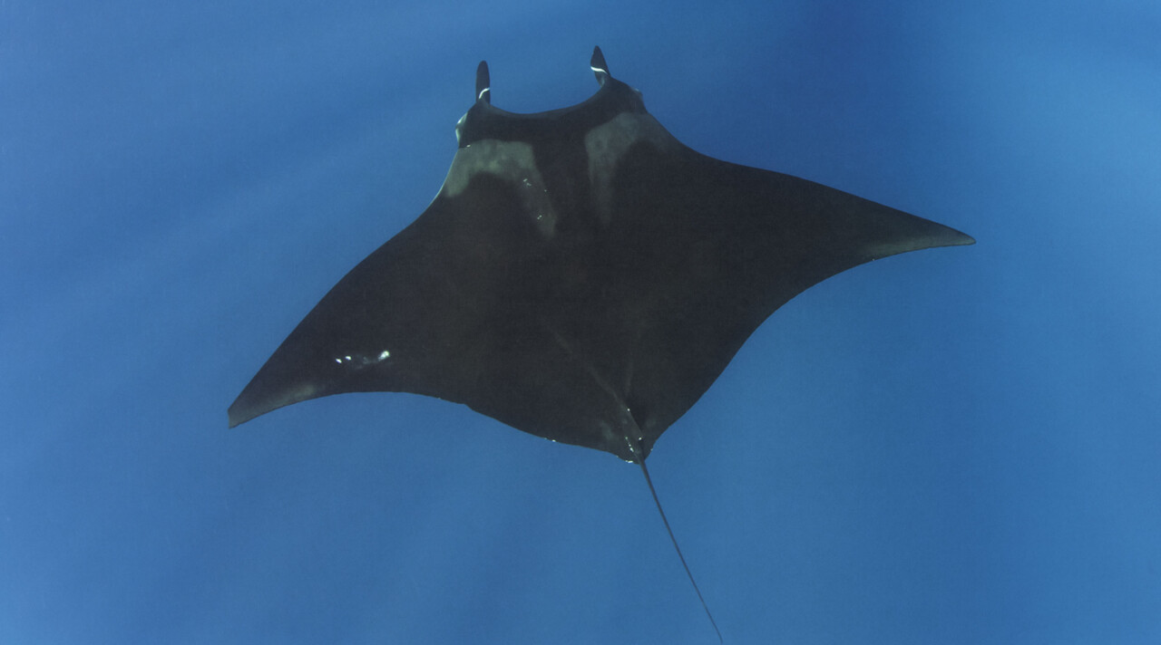The Wingspan of Friendship: How a Giant Manta Changed One Diver’s Life