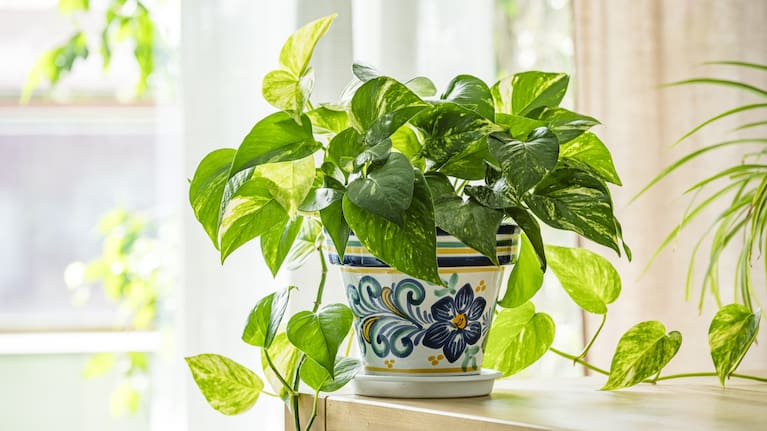 Pothos, and other house plants, are an effective supplement to an air purifier.