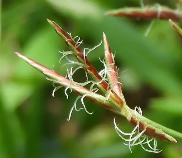 Cyperus rotundus is a stubborn, perennial, grass-like sedge known as one of the worlds worst weeds. Photo: Unsplash Cyperus rotundus is a stubborn, perennial, grass-like sedge known as one of the worlds worst weeds. Photo: Unsplash