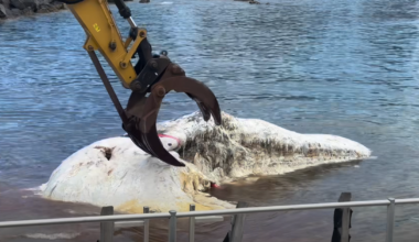 Whale carcass towed along NSW coast as shark activity warning issued