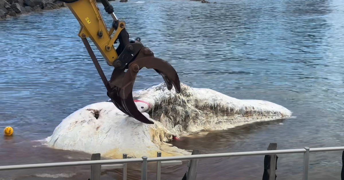 Whale carcass towed along NSW coast as shark activity warning issued