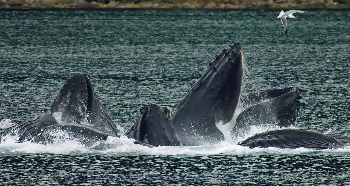 Record Number of Humpbacks Observed Feeding in 'Supergroup' Near South Africa