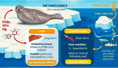 Human‑made chemicals are harming seals at the molecular level