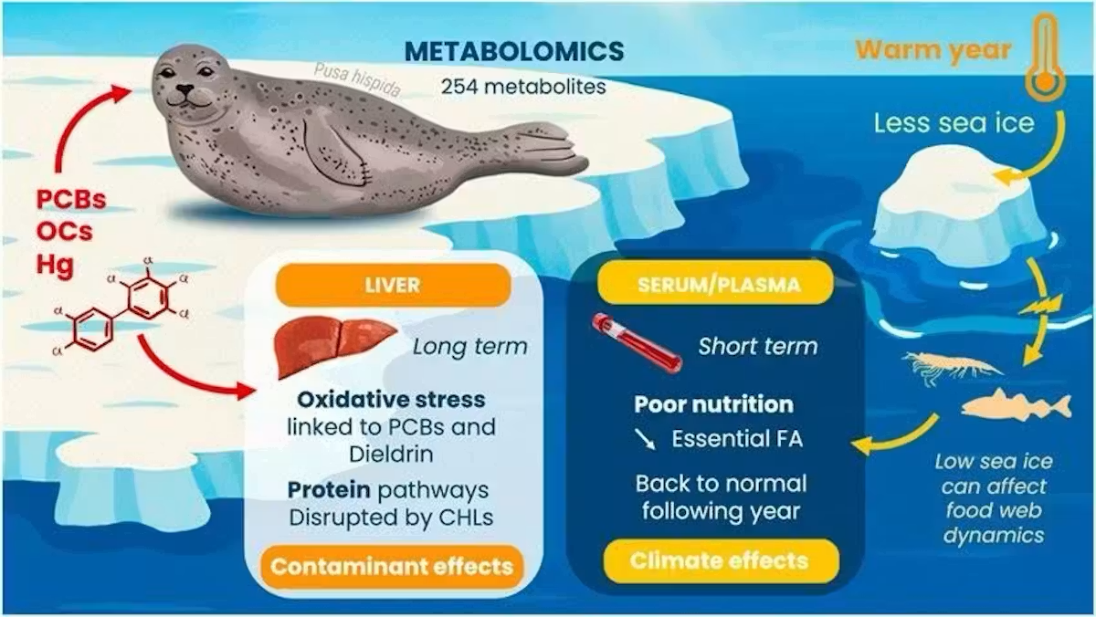 Human‑made chemicals are harming seals at the molecular level