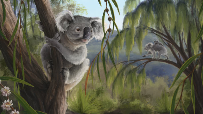 New Species of Fossil Koala Found in Museum Drawer
