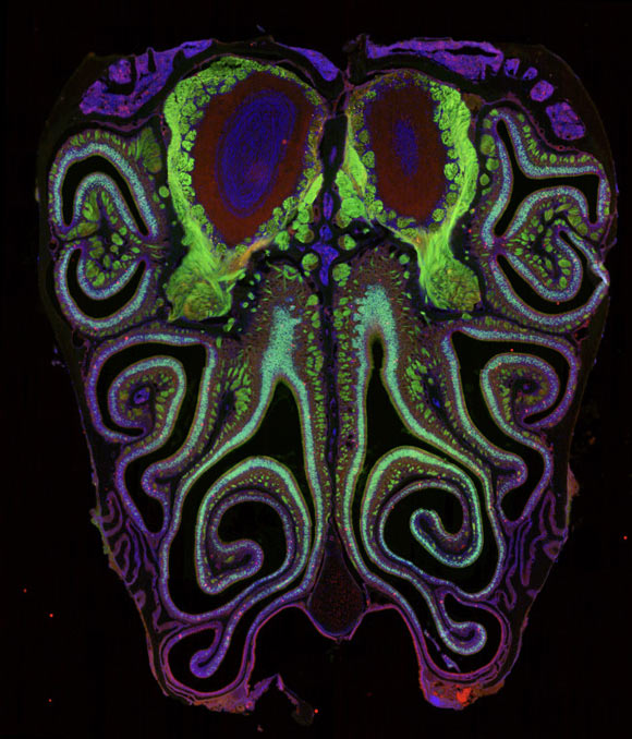 A cross section of a mouse nose. Image credit: Datta Lab, Harvard Medical School.