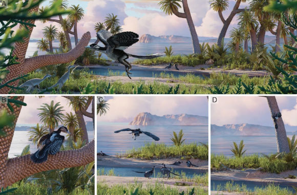 Reconstruction of Archaeopteryx in its habitat utilizing diverse forms of locomotion: (A) flapping flight to elevated perches; (B) perching; (C) gliding flight from elevation and terrestrial lifestyle; (D) scansorial locomotion. Image credit: Field Museum / NICE PaleoVisLab Studio / Institute of Vertebrate Paleontology and Paleoanthropology.