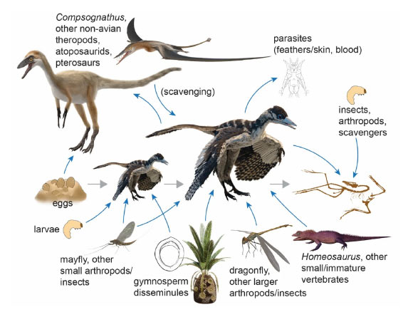 Preliminary Archaeopteryx food web depicting probable omnivorous diet at various growth stages (eggs, immature, mature, and carcass) and how the animal would have provided trophic resources for other organisms as prey at all life stages including parasites and detritus feeders (scavengers). Image credit: Field Museum / NICE PaleoVisLab Studio / Institute of Vertebrate Paleontology and Paleoanthropology / Samantha Clark.