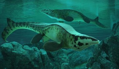 ‘T. rex’ Mosasaur Ruled the Seas 80 Million Years Ago