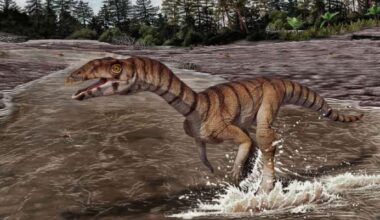 Toothless, Bipedal Crocodile Relative Lived in New Mexico 212 Million Years Ago