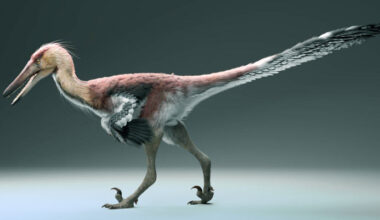 New Dinosaur Species from Argentina May Have Specialized in Catching Fish