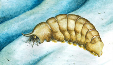 Life reconstruction of Magnicornaspis garwoodi. Image credit: Thomas Turner.