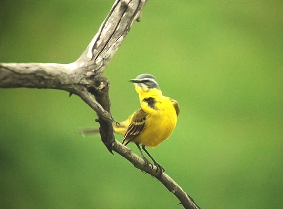 The western yellow wagtail (Motacilla flava), a small passerine bird in the family Motacillidae. Image credit: Sci.News.