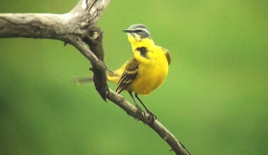 Urban Birds Seem to Fear Women More Than Men: Study