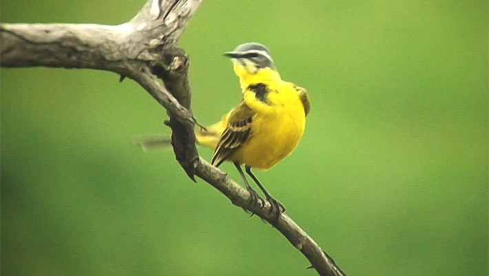 Urban Birds Seem to Fear Women More Than Men: Study