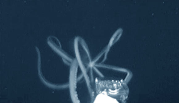 A giant squid, at least 10-12 feet in length, approaches the Medusa’s e-jelly lure before realizing the e-jelly is not food and retreating. Image credit: Edie Widder & Nathan Robinson.