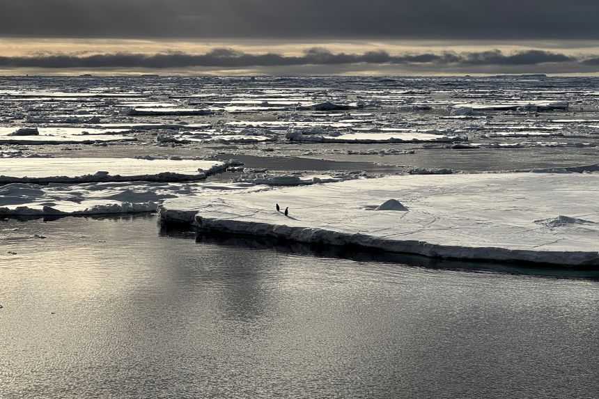 Two penguins on melting sea ice in the western continental shelf of Antarctica's Ross Sea.