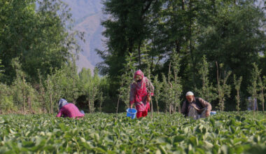 India's farms dodged the Hormuz crisis, but its budget didn't