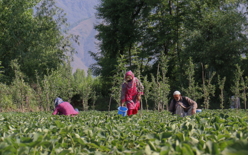 India's farms dodged the Hormuz crisis, but its budget didn't