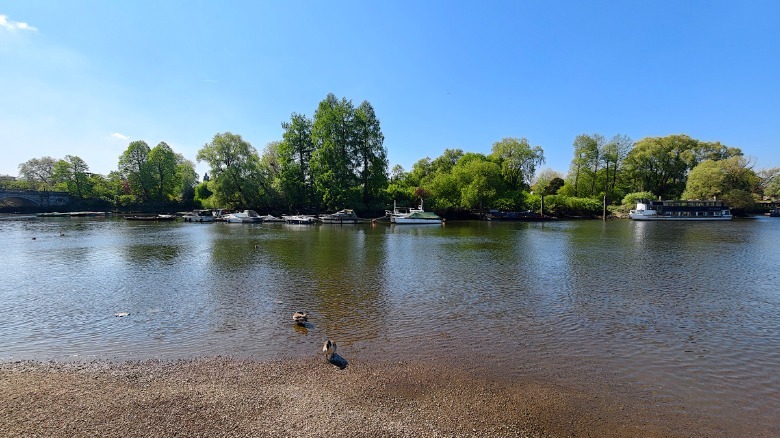 Vivo X300 Ultra ultrawide camera sample image of the Richmond riverside with some geese in the foreground.