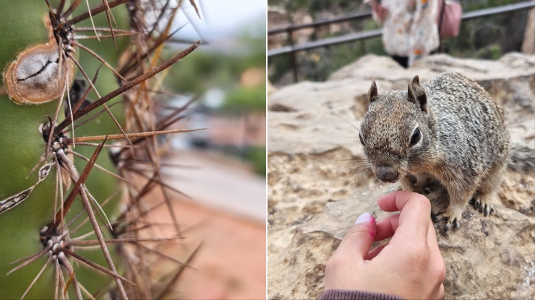 Macro photo of a cactus and a squirrel