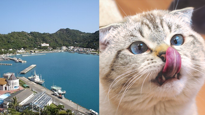 Japan removed 131 invasive cats from a remote island and the ecosystem rebounded faster than expected