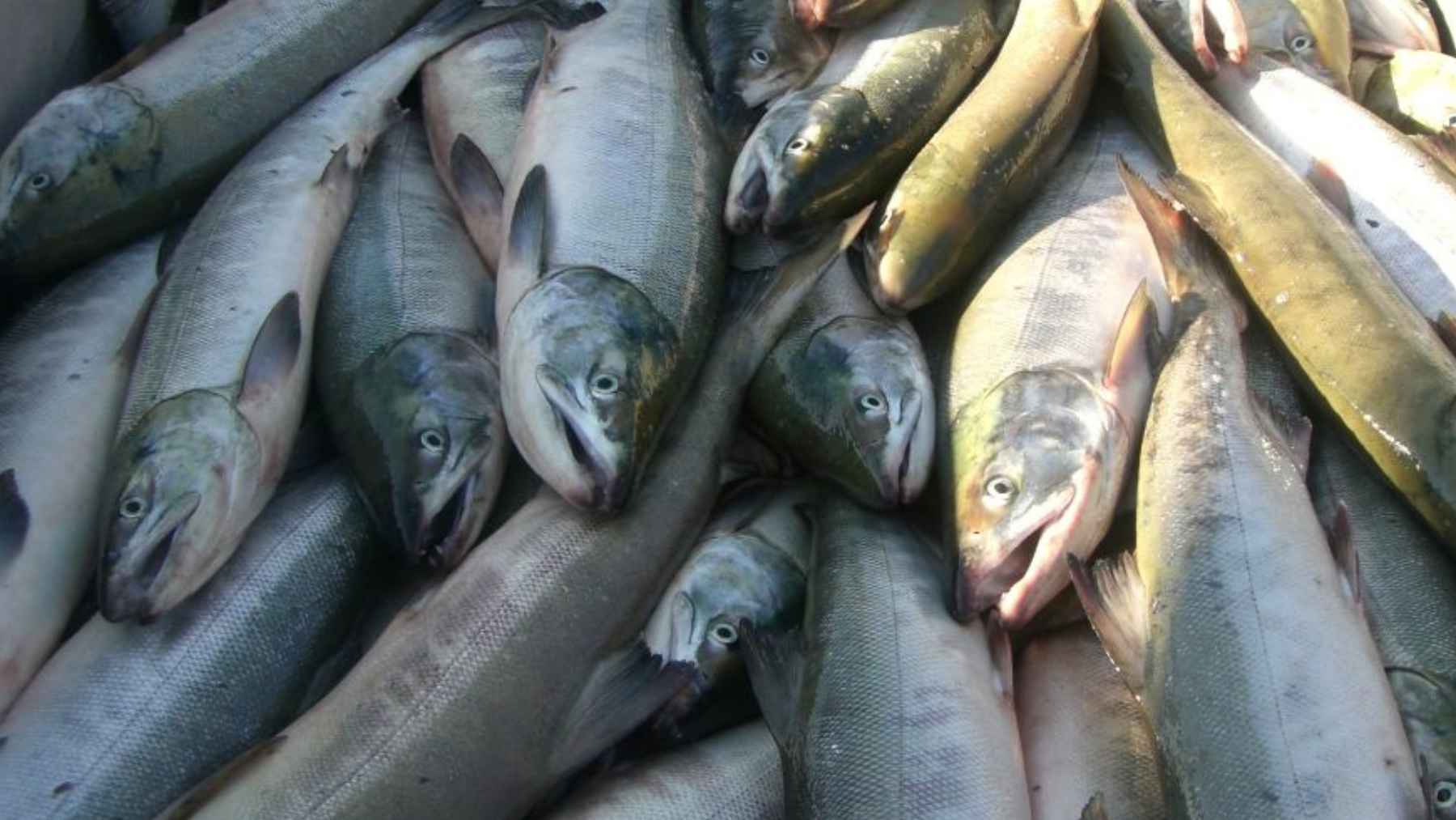 Salmon catch affected by warming ocean temperatures and marine heatwaves near Japan