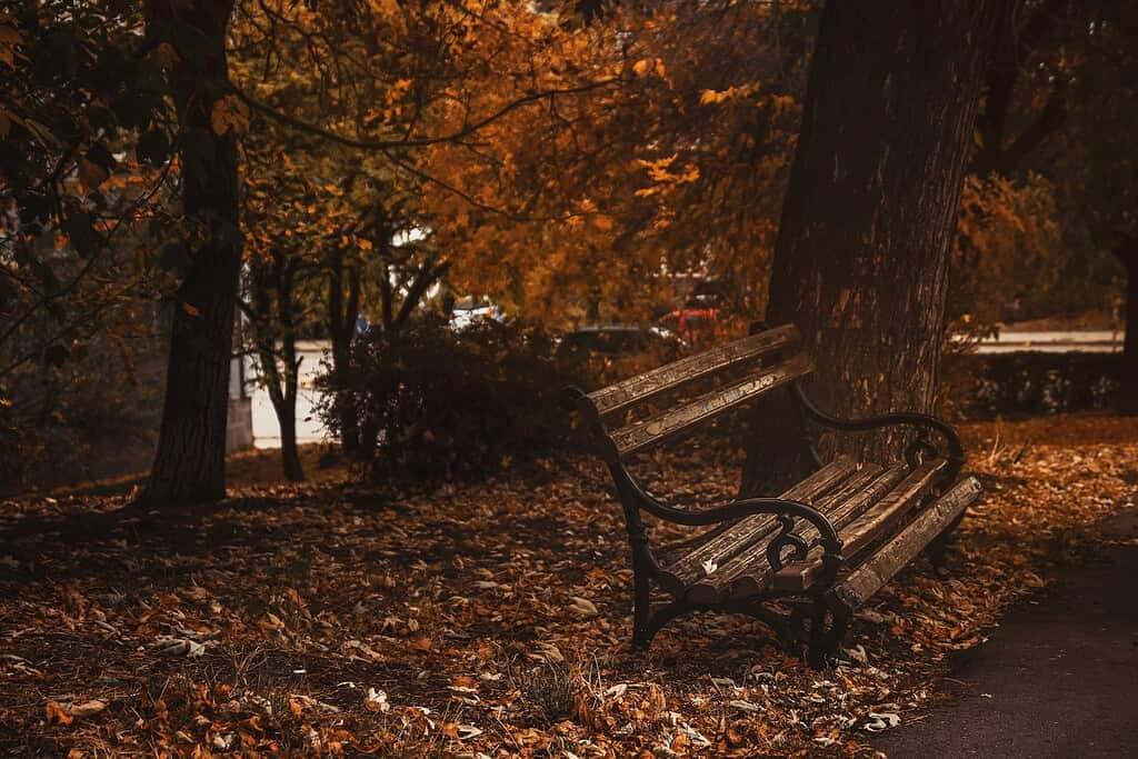 A park bench in autumn
