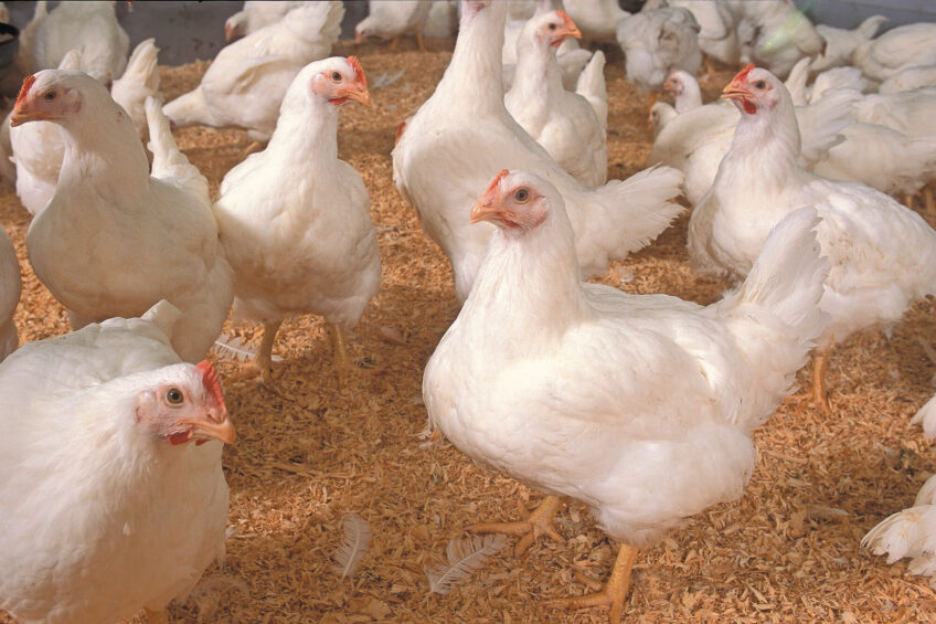 Findings from a study indicated that combining butyrate and yeast with broiler diets resulted in significant improvements, including increased weight gain, improved FCR, enhanced immune responses, and healthier digestive systems. Photo: Stephen Ausmus.