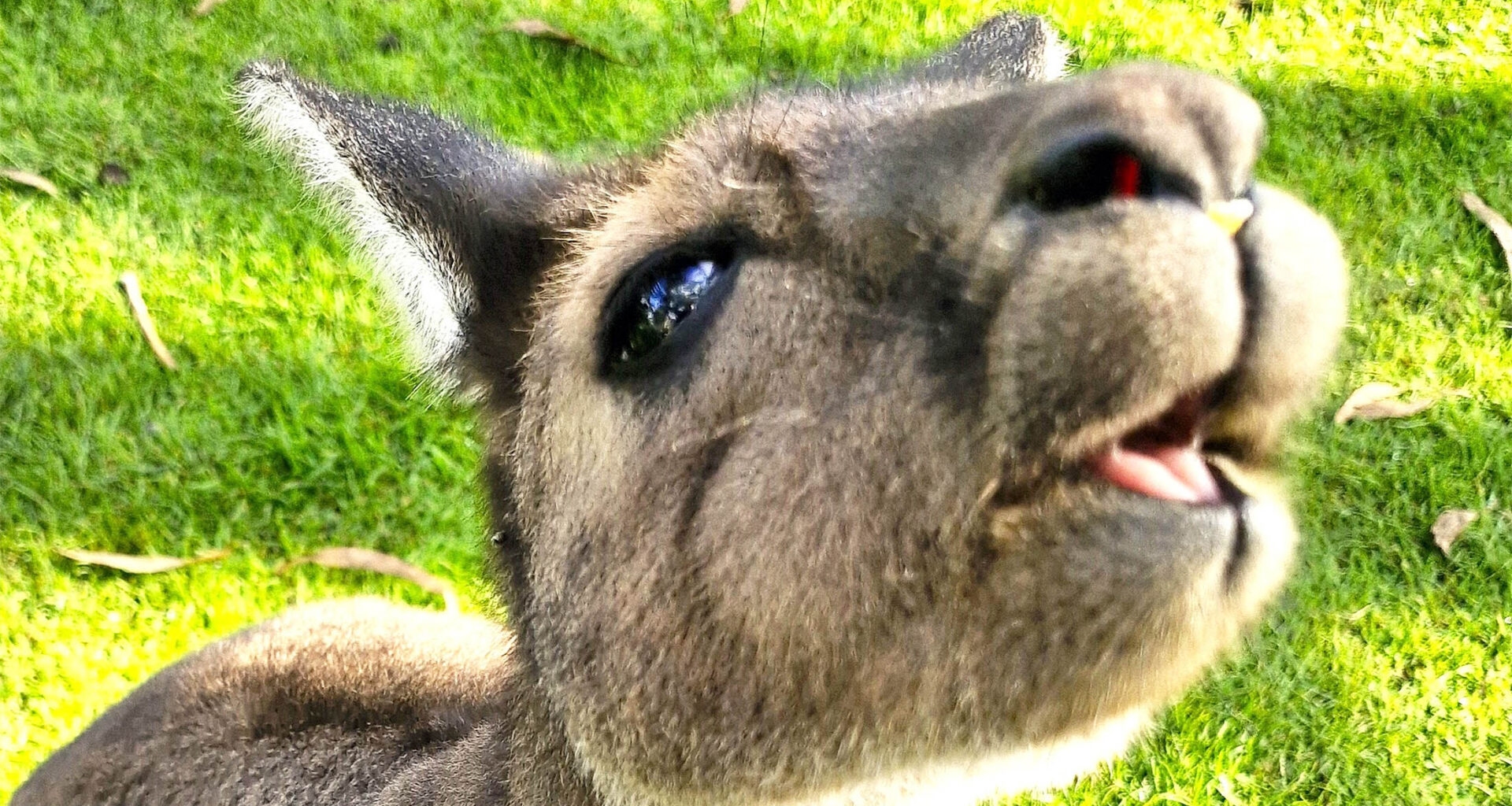 Kangaroos break the rules of evolution with unexpected teeth