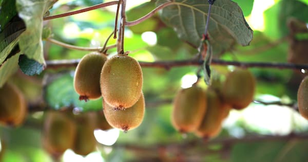 Kiwifruit company owner fined after making worker pay $23k to secure job