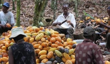 Ghana plans $1billion local bond sale to stabilise cocoa sector