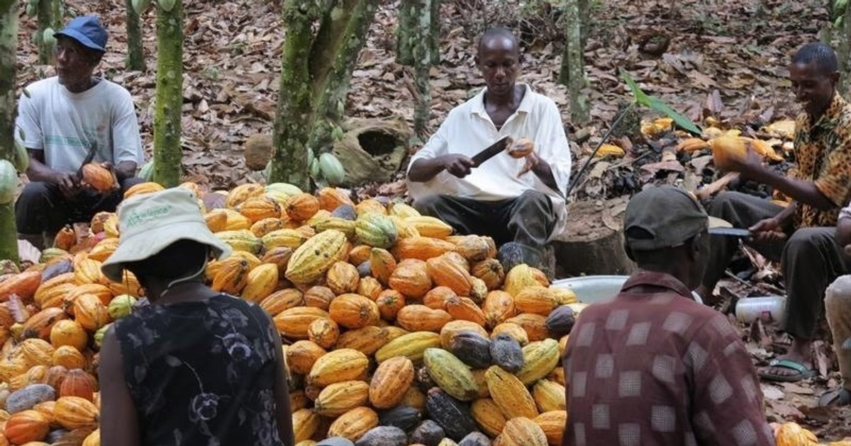 Ghana plans $1billion local bond sale to stabilise cocoa sector