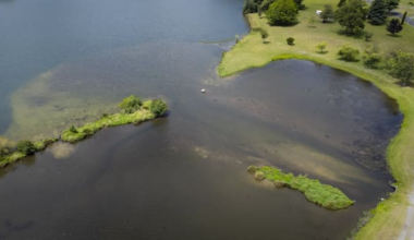 Why toxic algae thrives in Waikato's lakes