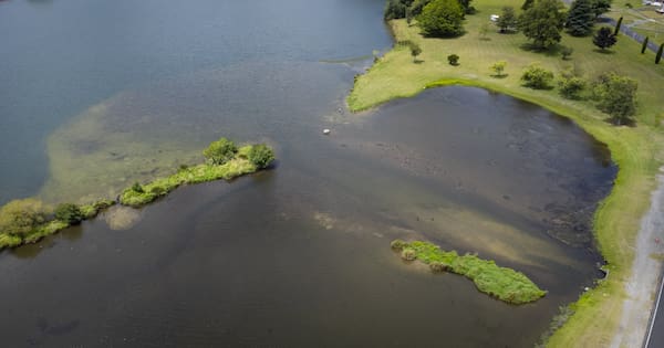 Why toxic algae thrives in Waikato's lakes