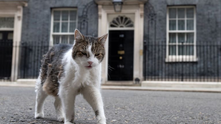 Larry the cat, Chief Mouser to the Cabinet Office walks at 10 Downing Street in London, Thursday, May 14, 2026
